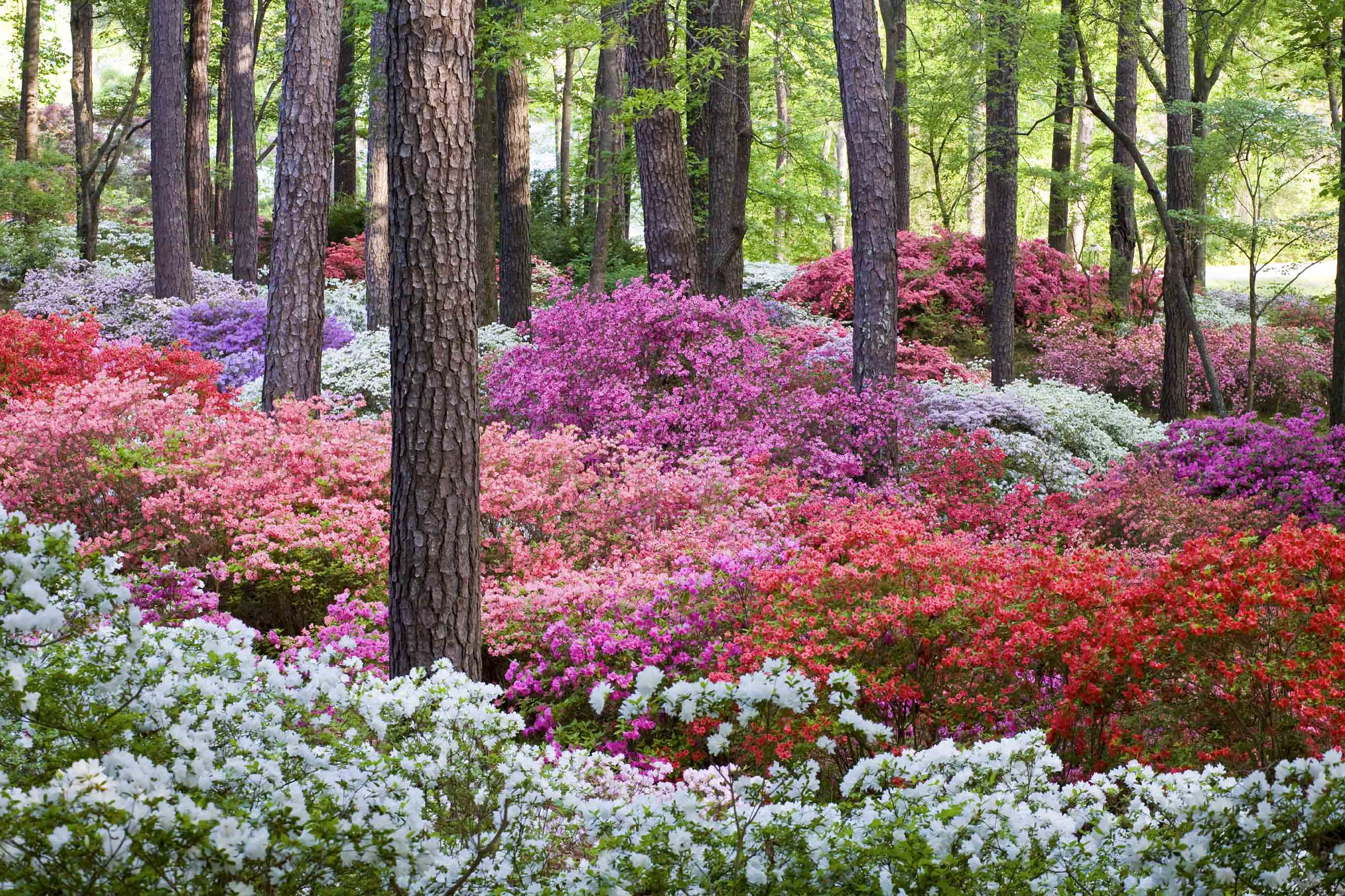 Blooming of the World-Famous Azaleas Has Arrived at Callaway Gardens